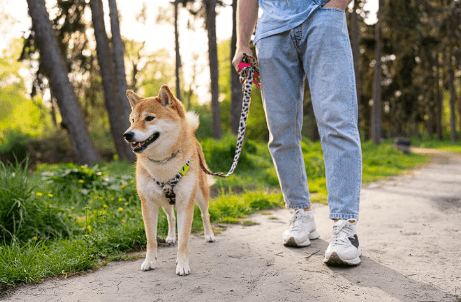 Urinary Tract Support for Dogs Nearby: Best Local Options