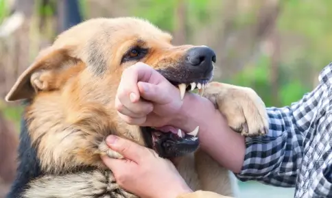 The Legal Side Of Dog Ownership: When Bites Lead To Court