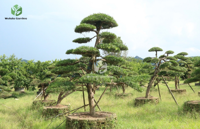Why This Evergreen Has Become a Landscaping Favorite