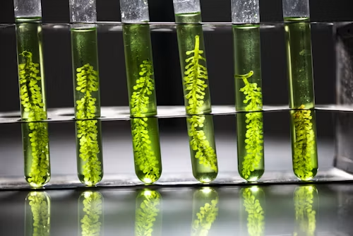 Green Chemistry in Action: How Catalytic Materials Are Reshaping Chemical Synthesis